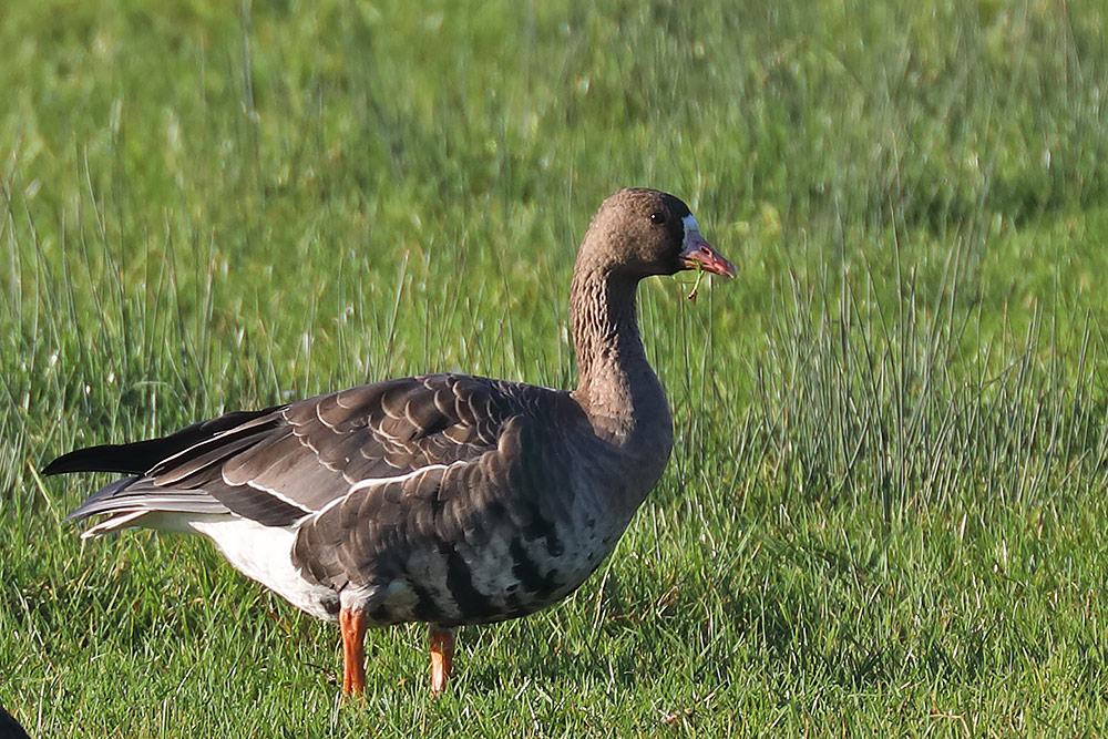 Russian white-fronted goose